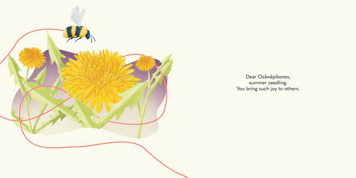 Âmî Osâwâpikones / Dear Dandelion