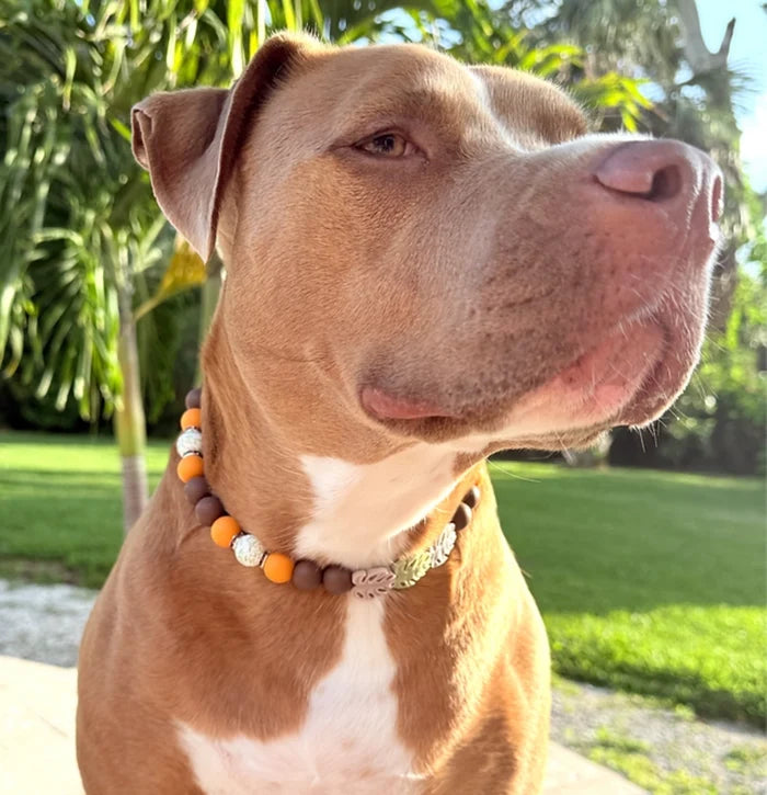 Autumn Trails Beaded Pet Collar