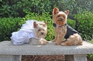 Black Dog Tuxedo With Tails, Bow Tie and Collar - Posh Puppy Boutique