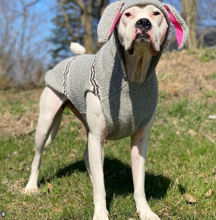 Bunny Hoodie Dog Sweater