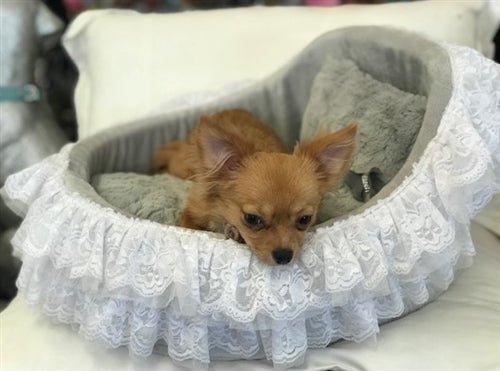 Crib Collection Bed - 4 Colors - Posh Puppy Boutique
