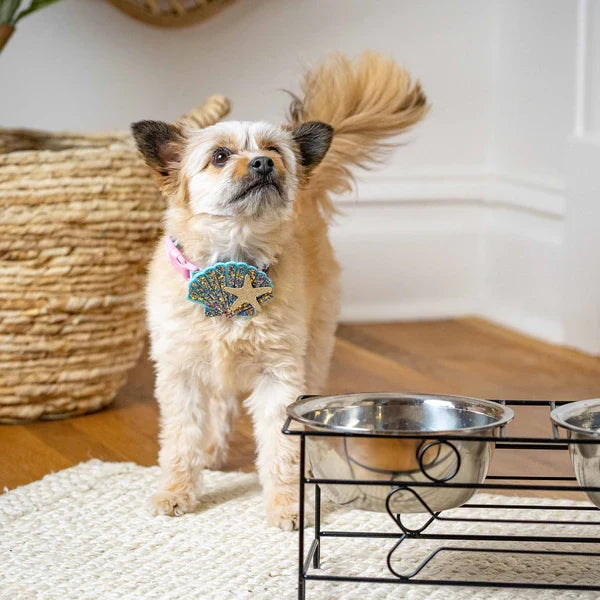 Enchanting Sea Dog Collar