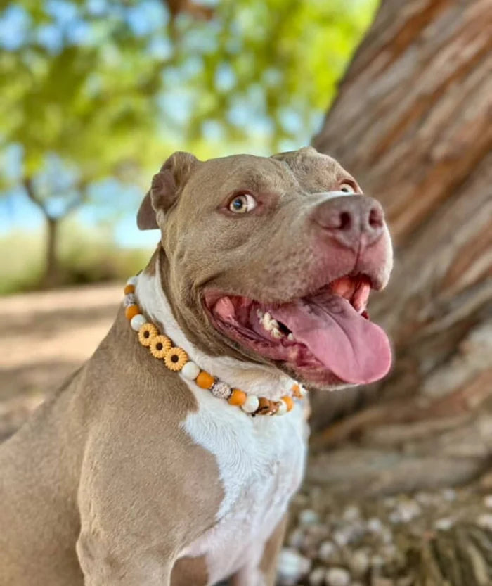 Highland Honey Beaded Collar