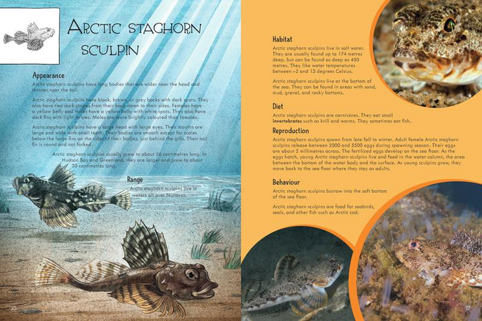 Junior Field Guide : Fishes of Nunavut
