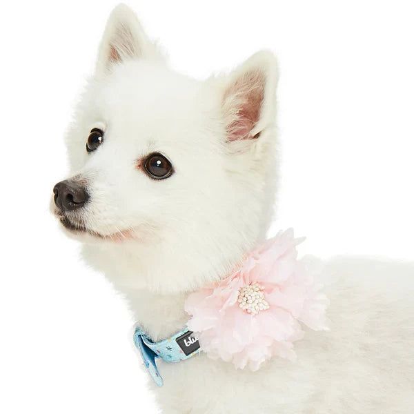 Light Blue Glitter Collar with Flower