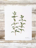 611fc05e3c4ce80992caae23_oregano-print_1774991336113.jpg