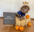 Prince Charming Costume - Posh Puppy Boutique