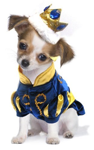 Prince Charming Costume - Posh Puppy Boutique