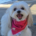 Pupfluencer Bandana