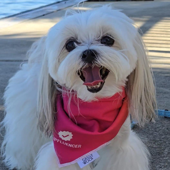 Pupfluencer Bandana