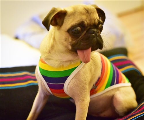 Rainbow Tank - Posh Puppy Boutique