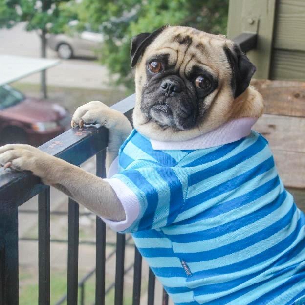 Stripe Polo Shirt in Blue - Posh Puppy Boutique