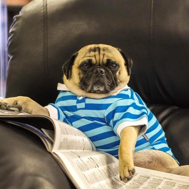 Stripe Polo Shirt in Blue - Posh Puppy Boutique