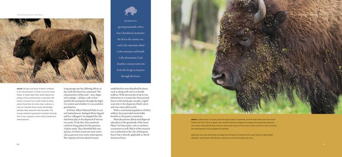 The Ecological Buffalo : On the Trail of a Keystone Species