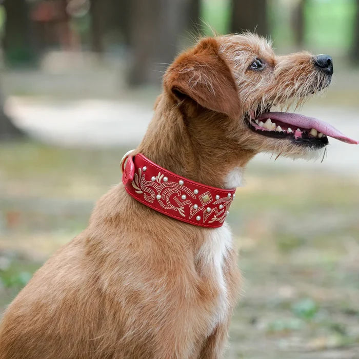 Western Genuine Leather Embroidered Dog Collar with Turquoise Studs in Red