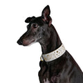 Western Genuine Leather Embroidered Dog Collar with Turquoise Studs in White